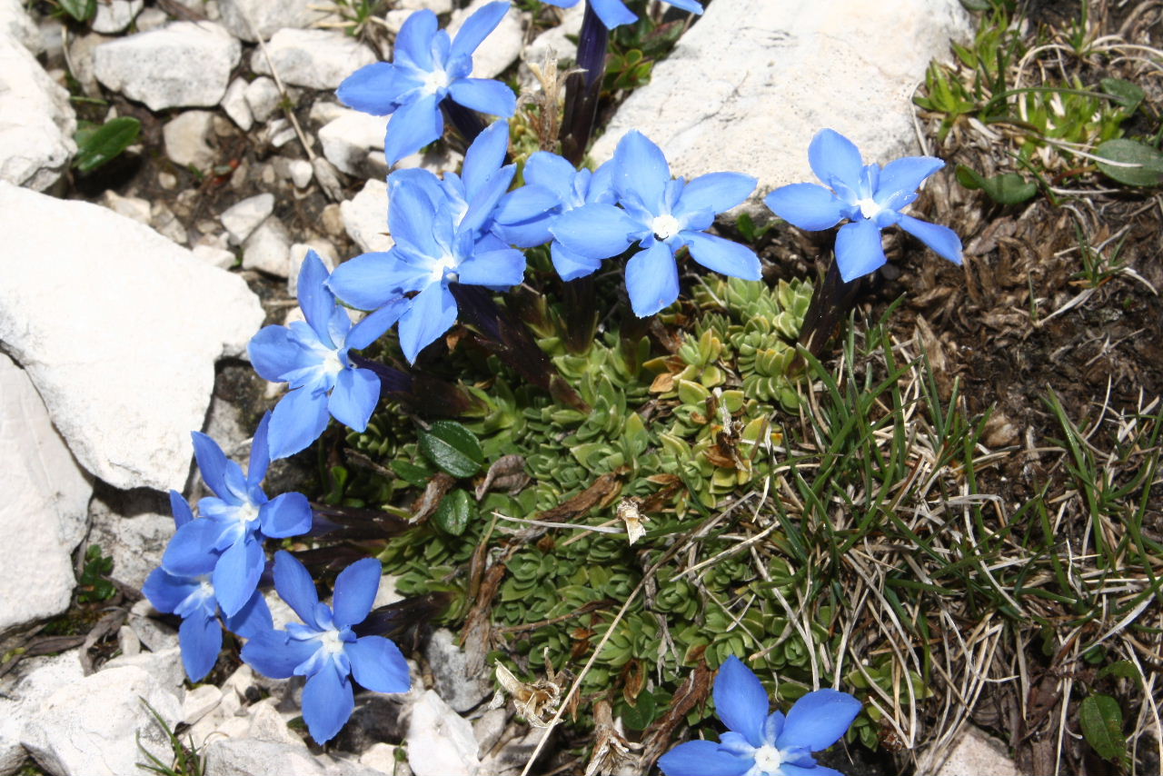 Gentiana terglouensis